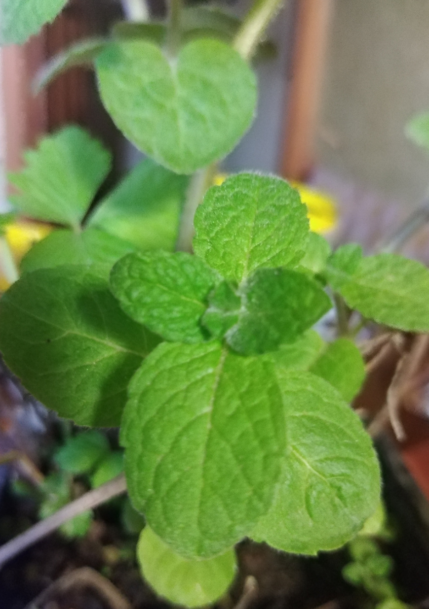 Вчера купила яблочную мяту. Фото автора канала