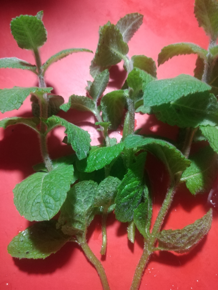 Мята яблочная на кухне