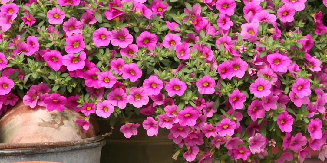 Чем они лучше петунии и как вырастить море цветов на балконе и в саду