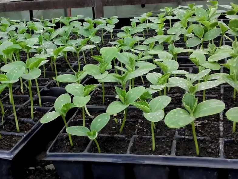 Рассада огурцов