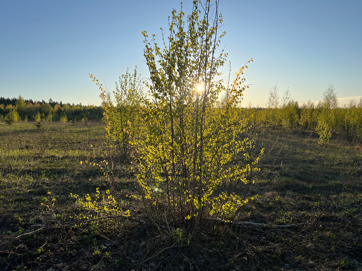 Вот - впереди, и справа, и слева как раз такой хмыжник. Наш любимый, шапочково, сморчково, подосиновиковый. 6.30 утра, бодрящий морозец - крррасота! Фото автора 26.04.25