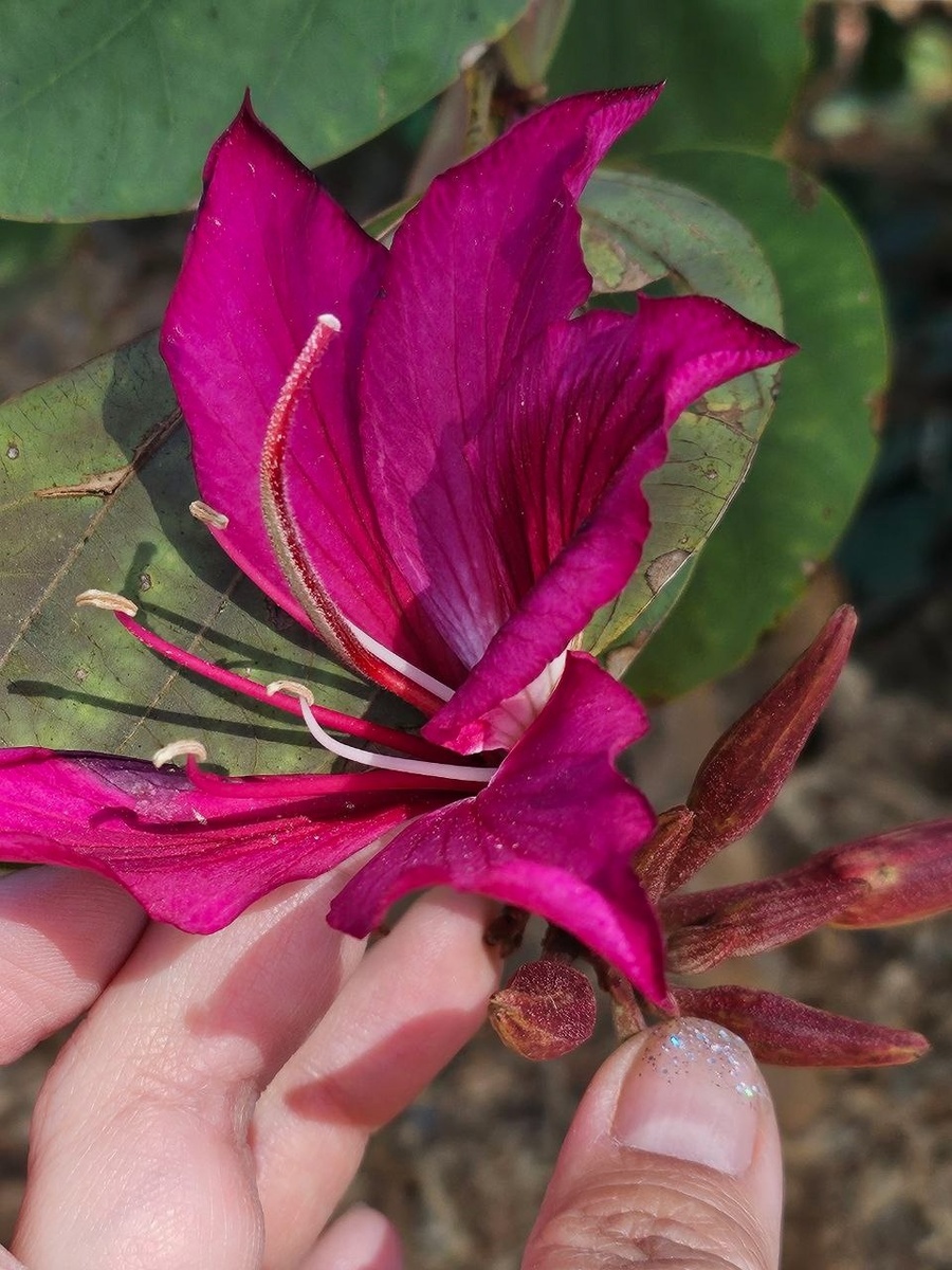 Дендрарий и ботанический сад округа Лос-Анджелес