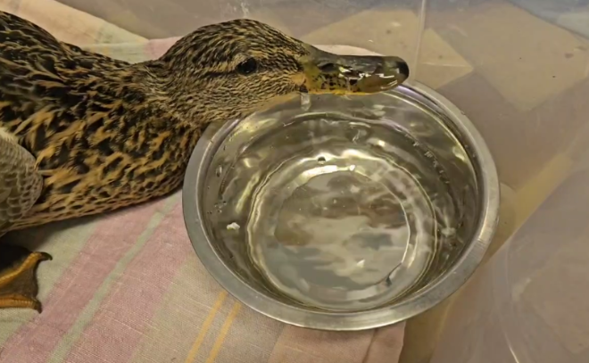    © t.me/sirinwildlife