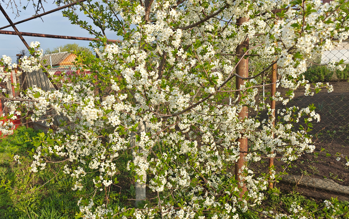 Вишня в цвету