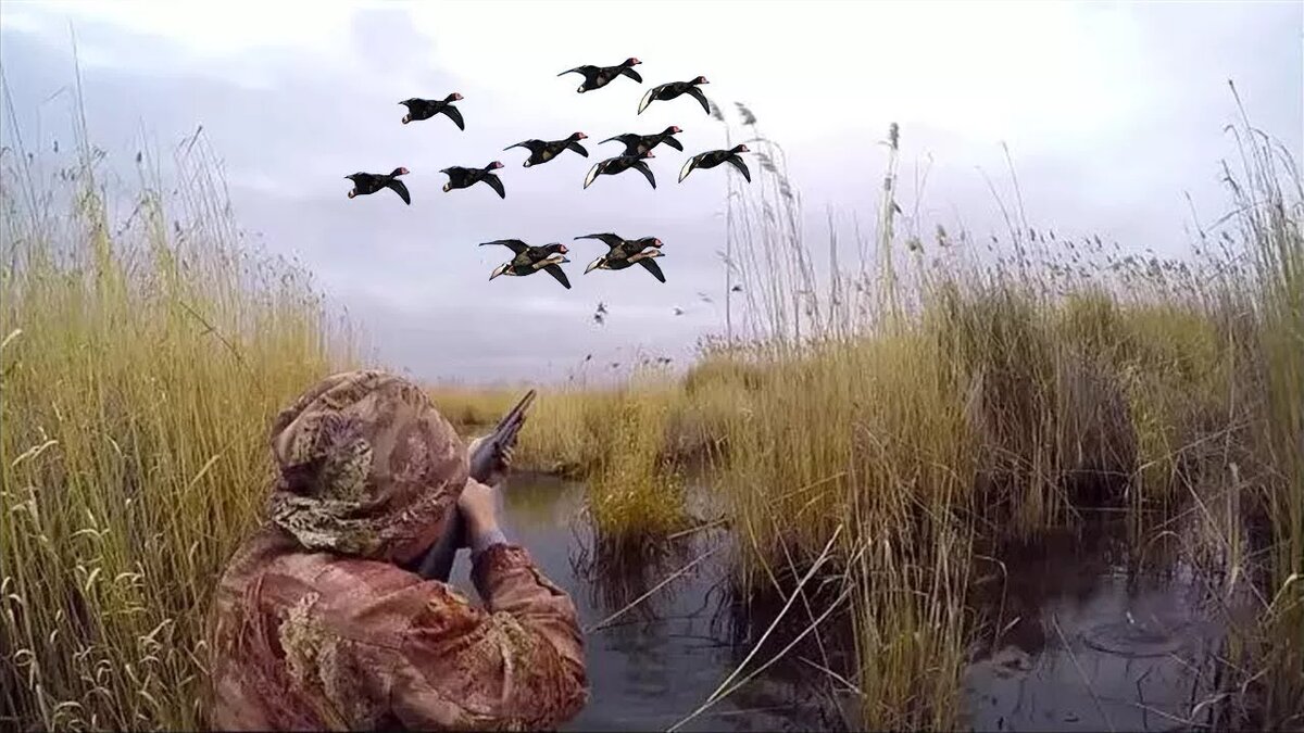 Охота на утку.