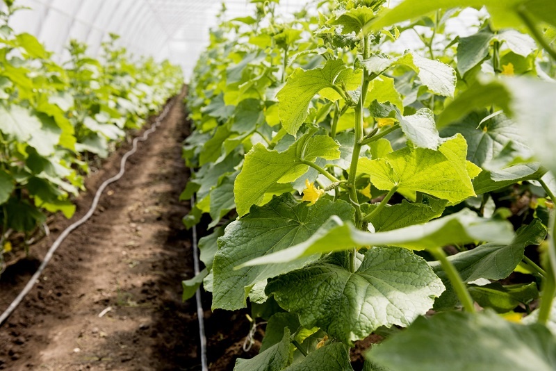 Многие огородники решают построить собственный парник для огурцов