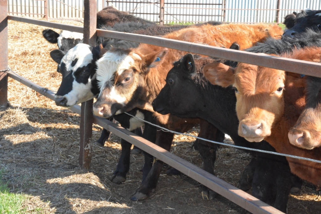 Фото: Е. Антонова. Елена Антонова  📷
