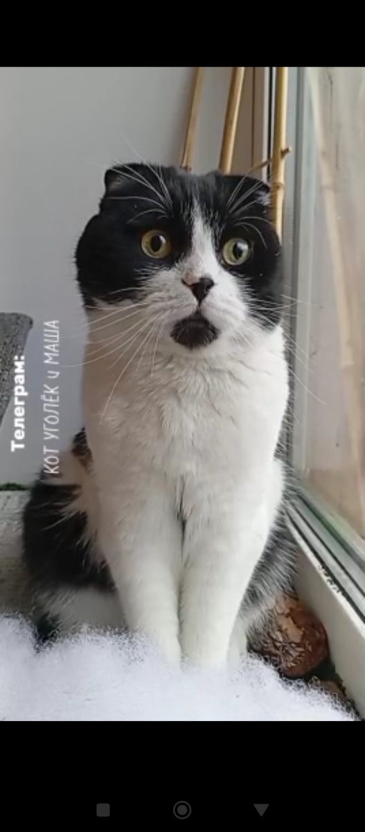 Лесной кот Уголёк 