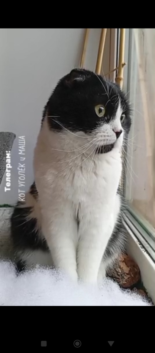 Зимний Уголёк 