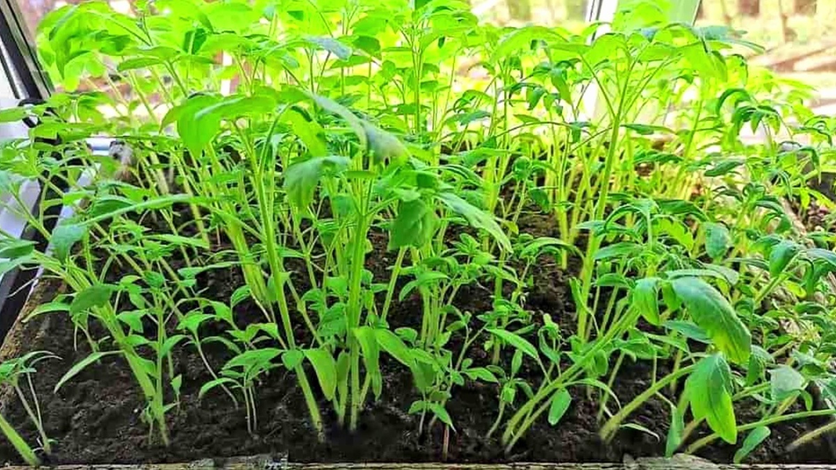 Загущенные посевы.