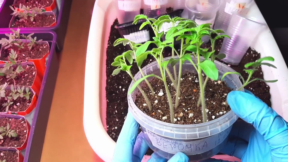 Выдерживайте расстояние между сеянцами.