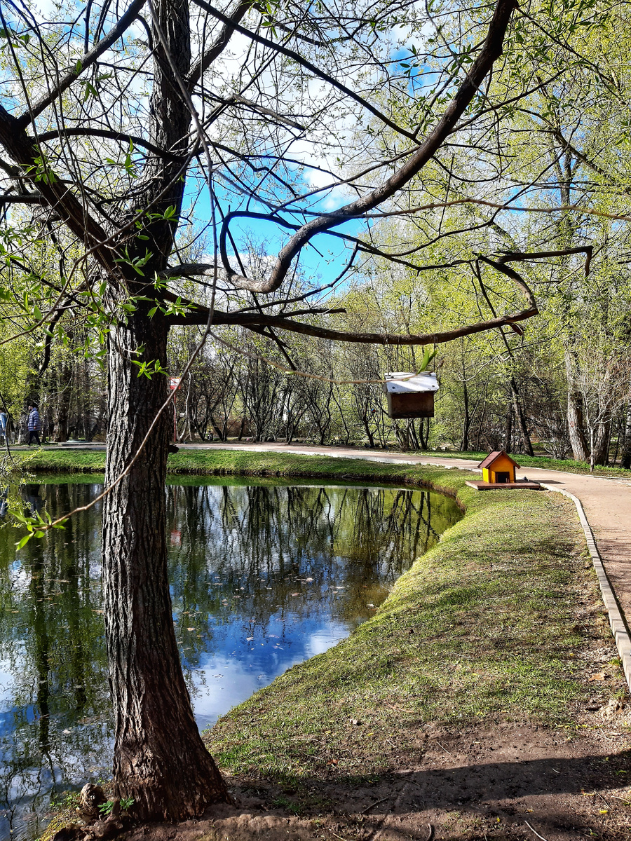 Весна 2025 в Воронцовском парке (усадьба «Воронцово»). Москва.