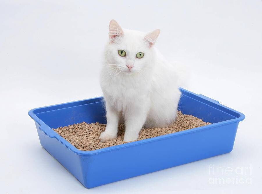 источник фото: https://api.zapovednik96.ru/articles/0ff732f8a97411709cbcdb828fbbf820.jpeg