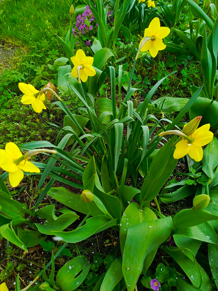 Видно, что на листьях снег и град
