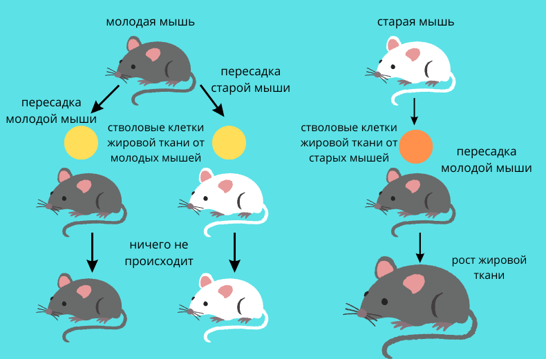 Схематическое изображение экспериментов над мышами.