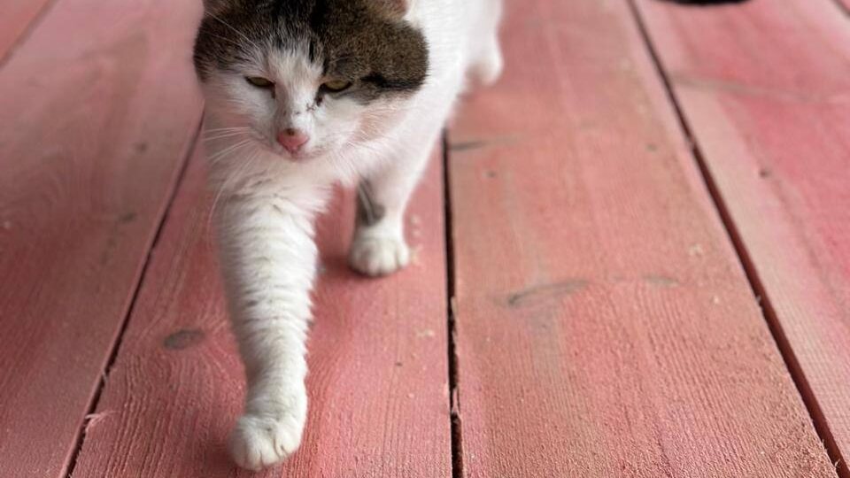 🔥 *Кот-прораб со стройки