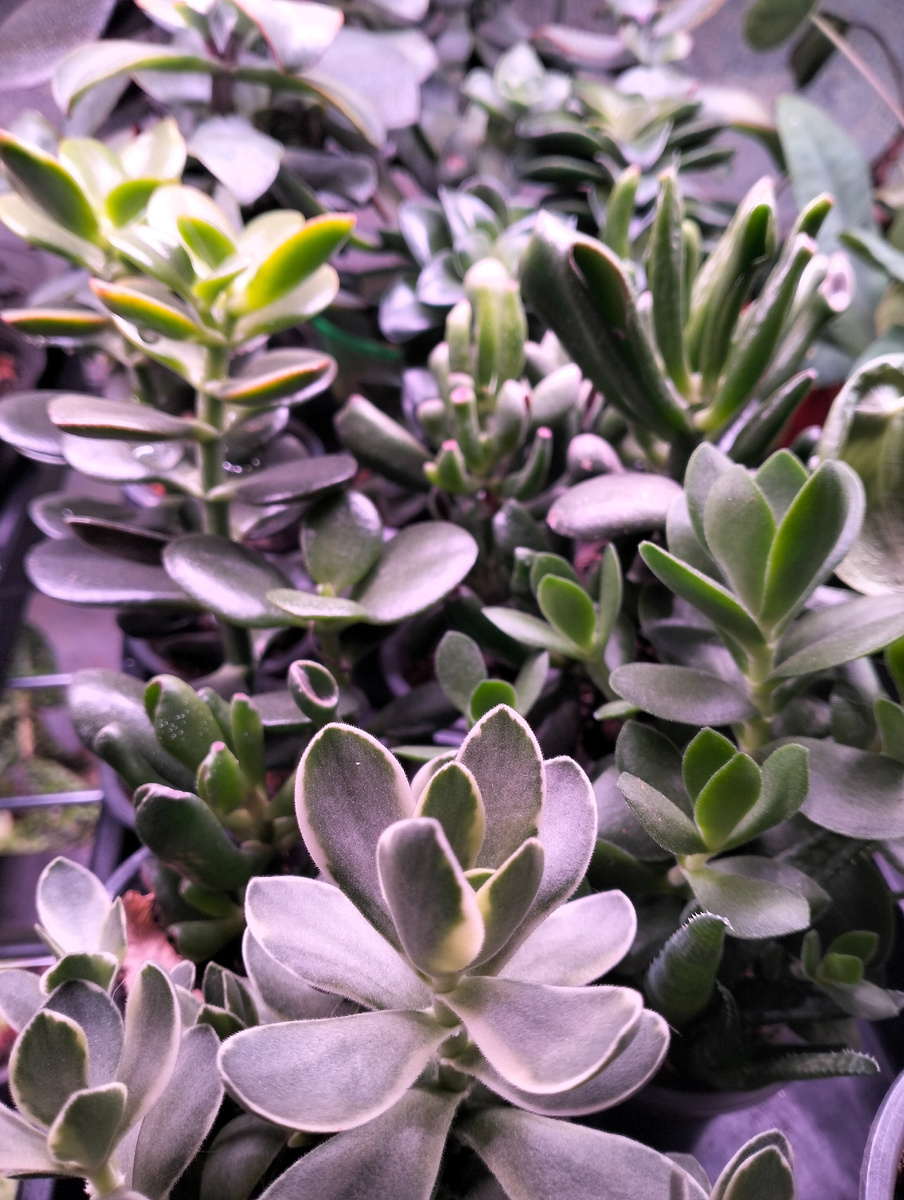 Крассулы разных сортов отлично себя чувствуют под лампами на стеллаже