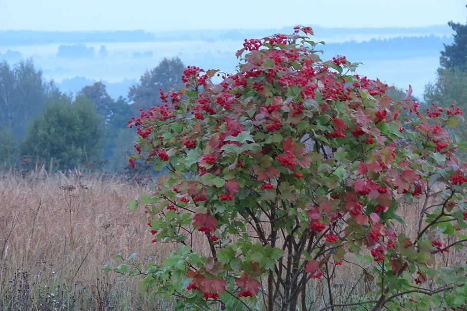 Калиновый куст у края леса