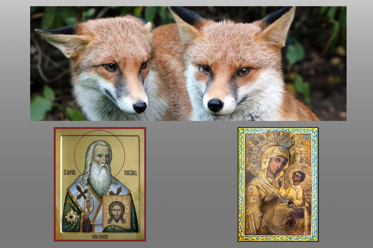 Икона Святителя Мартина 1, папы Римского, Икона Богородицы Виленская/azbuka.ru, лисы/pixabay.com