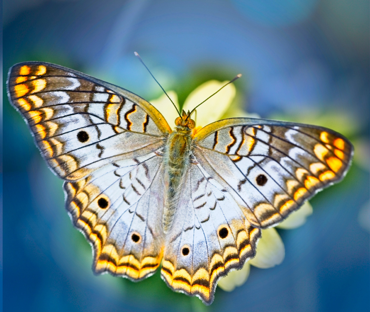 Foto de Alfred Sohrock