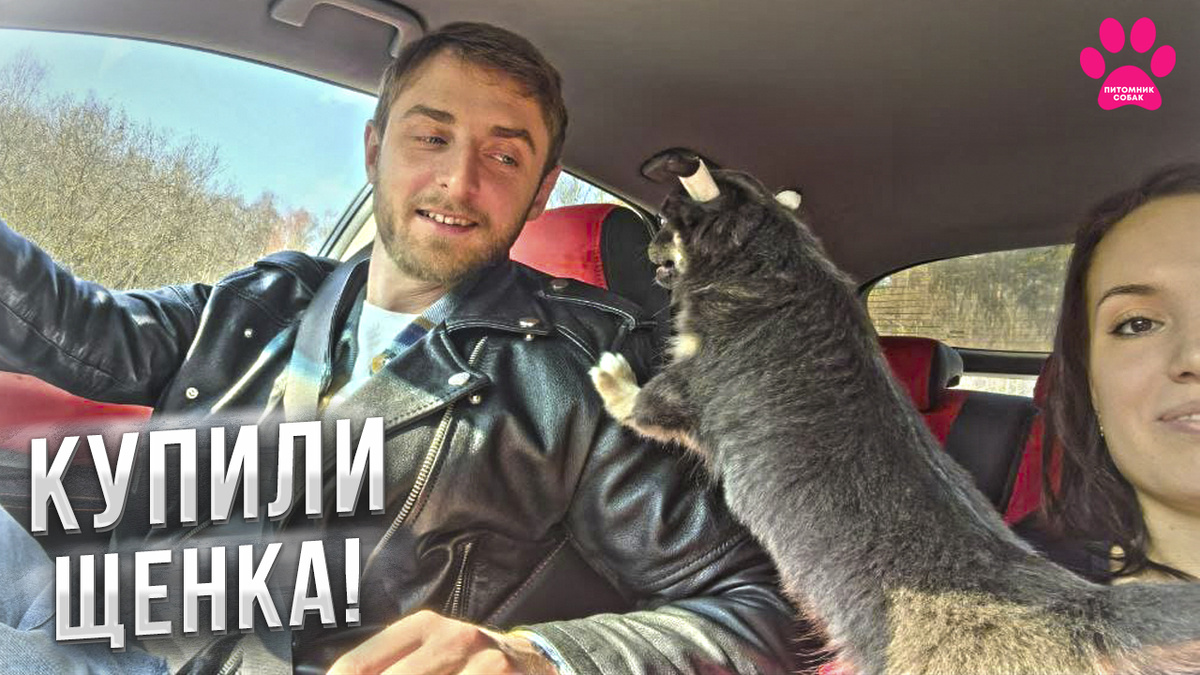 Новое видео на канале "Питомник Собак". Купили щенка чихуахуа.