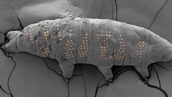 Тихоходки с татуировками: зачем ученые бьют «наколки» беспозвоночным