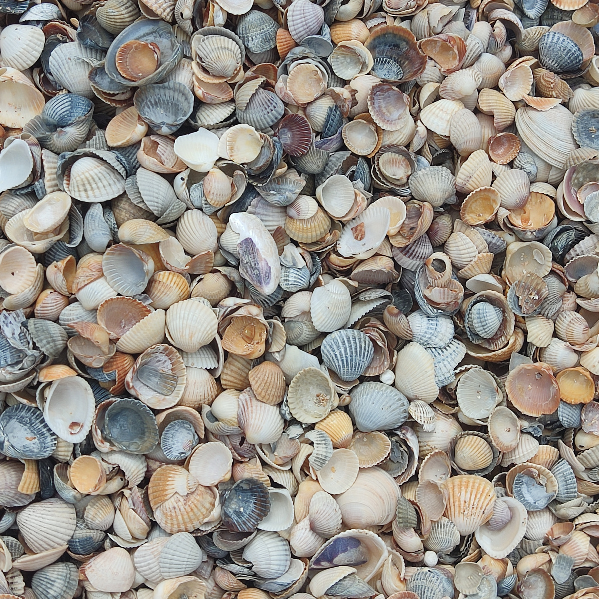 Ракушки на берегу Центрального пляжа Голубицкой