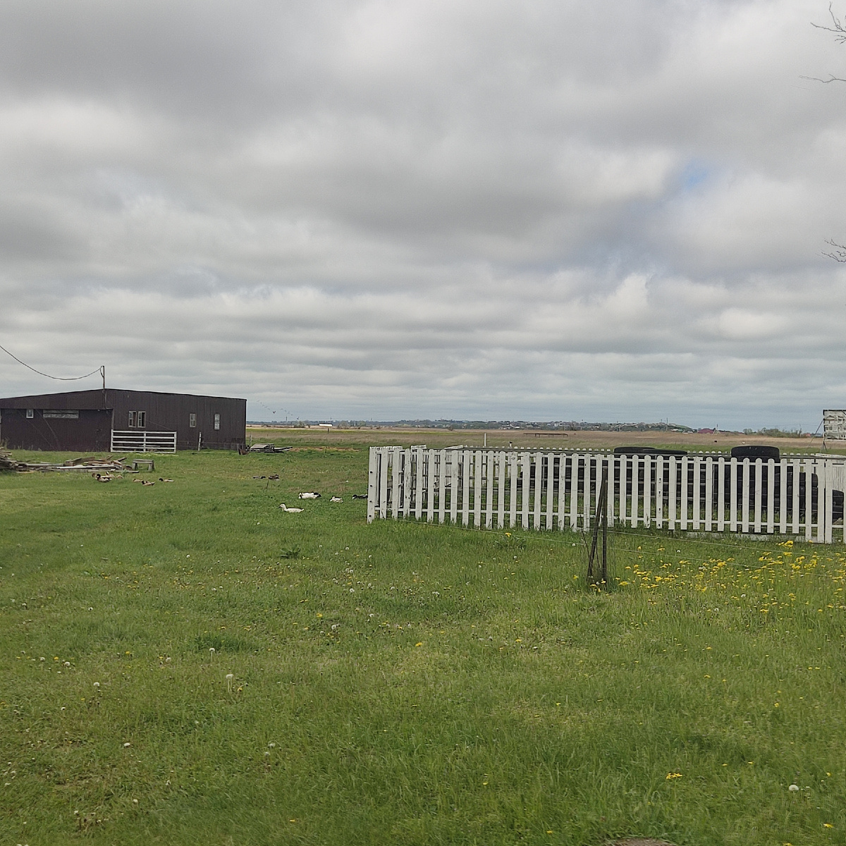 Куры, гуси, козы