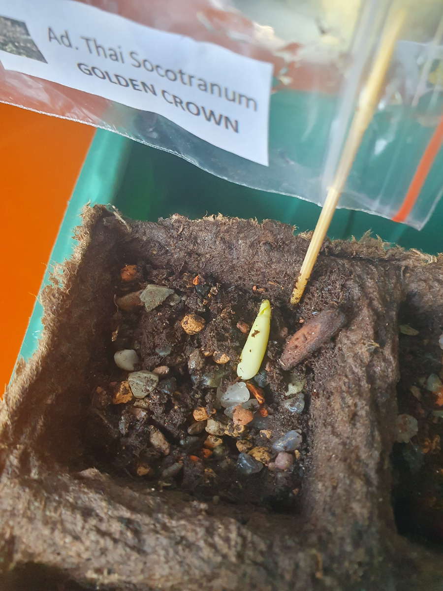 На пятый день росточек Тайского сокотранума сорта"Золотая корона", рядом кожура от его семени.