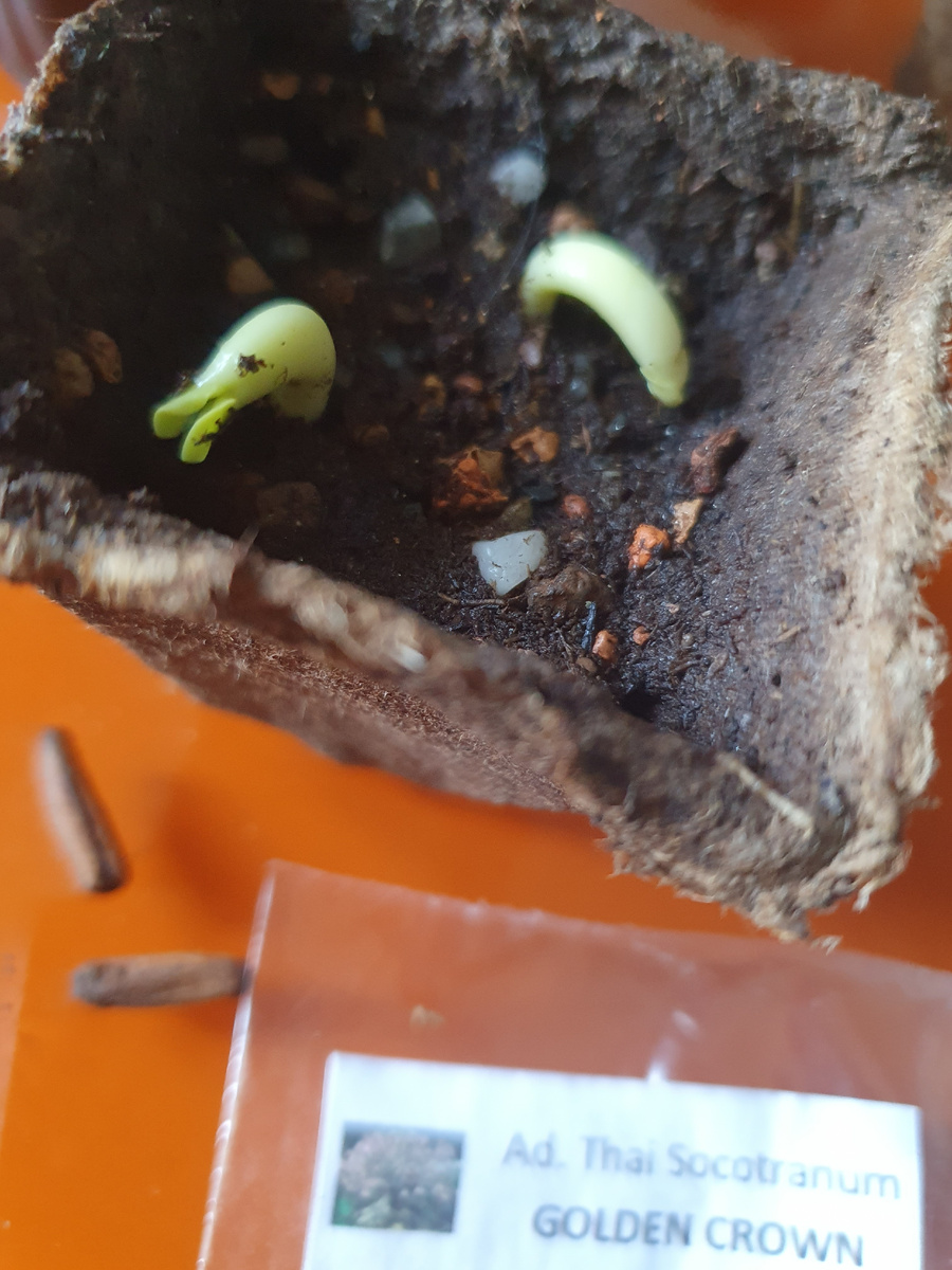 Росточки моего Тайского сокотранума сорта"Золотая корона" на седьмой день роста, уже свободные от кожуры.