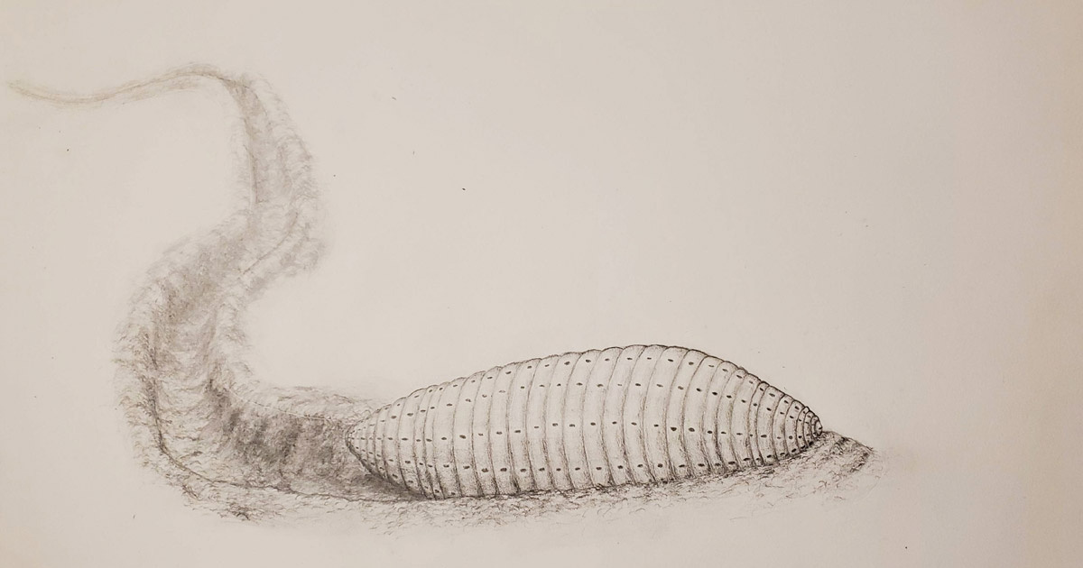 Реоконструкция икарии. Изображение из свободного источника.