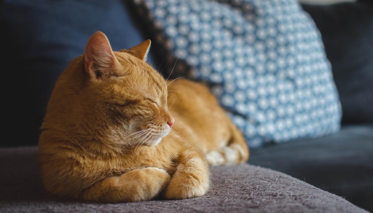    Фото: pixabay.com