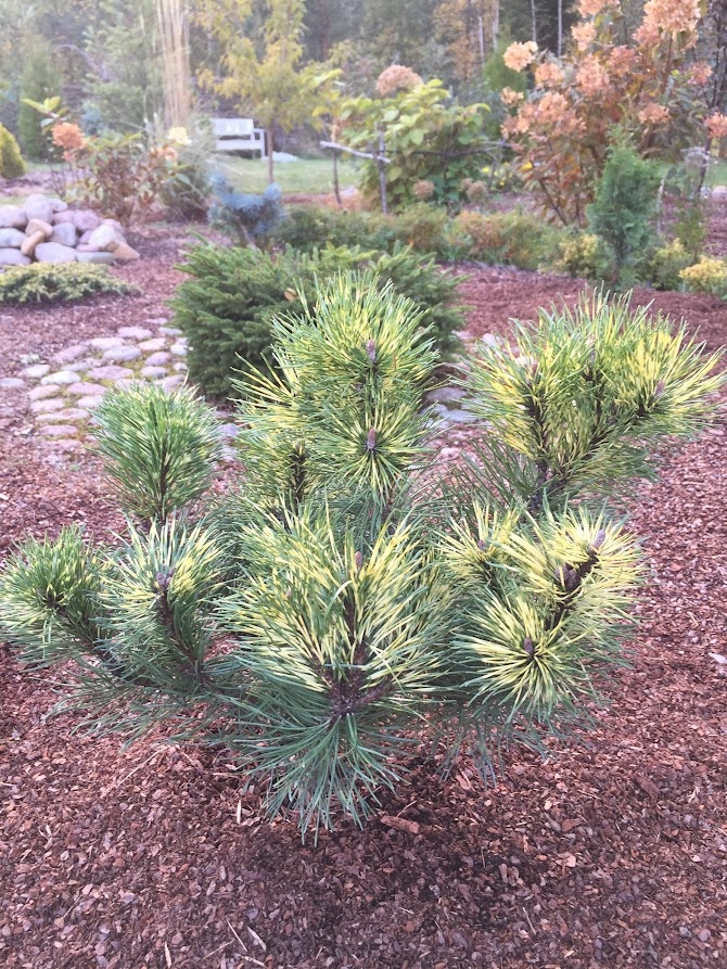 2018 Pinus mugo Sunshine