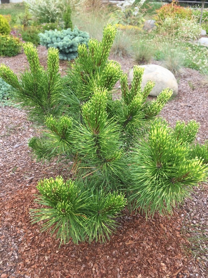 2019 Pinus mugo Sunshine
