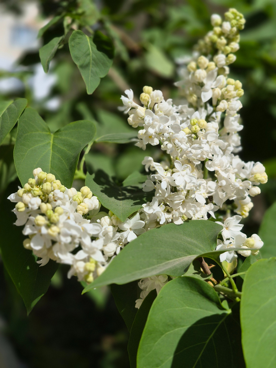Серень уже цветет, фото 2025 год.