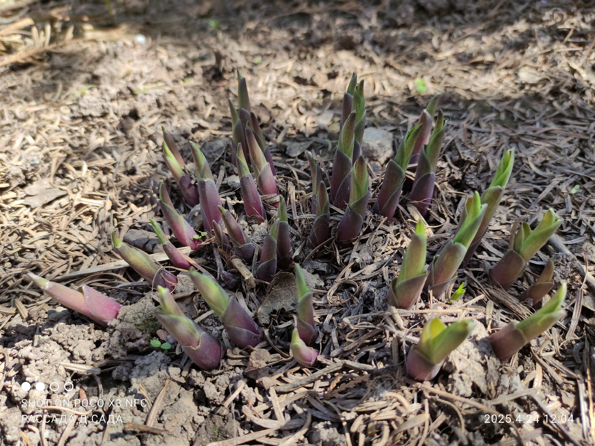 Наконец-то проклюнулись.