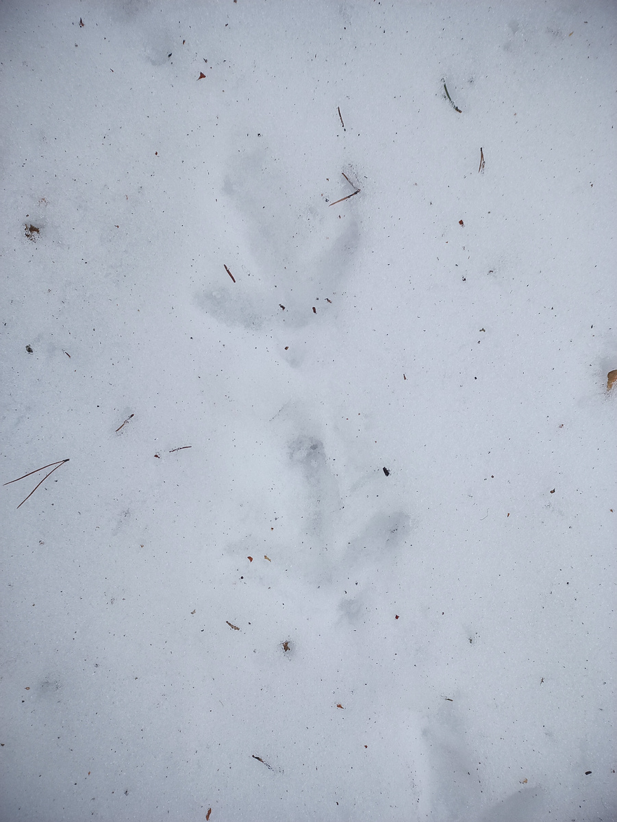 Следы глухаря на снегу