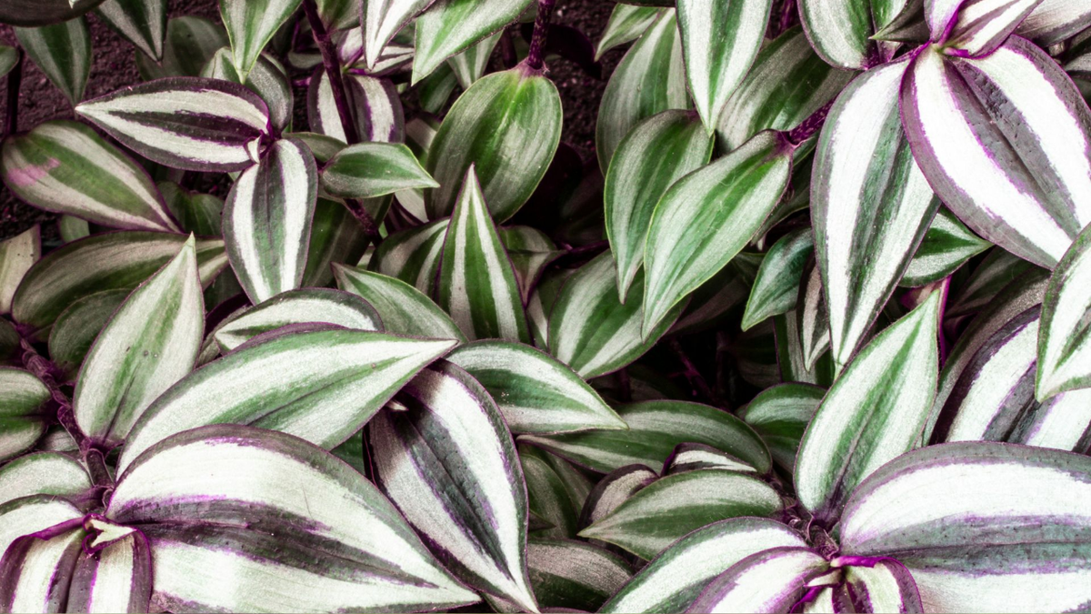 Традесканция: полное руководство по выращиванию и уходу для начинающих