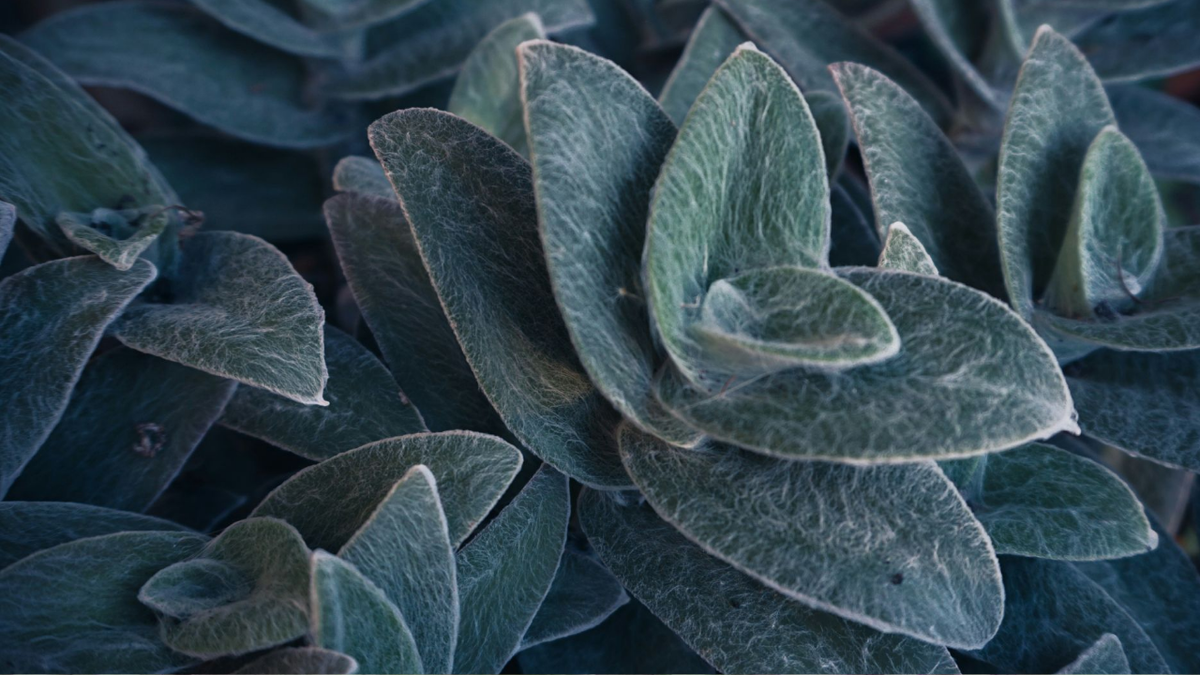 Популярные виды и сорта традесканций