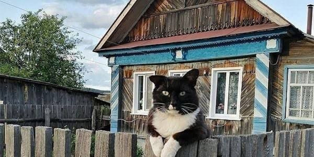 Кузька-Рубль. История про кота, которого невозможно было разменять и потратить