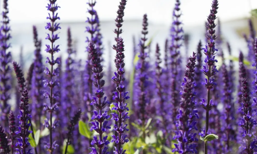 шалфей лекарственный