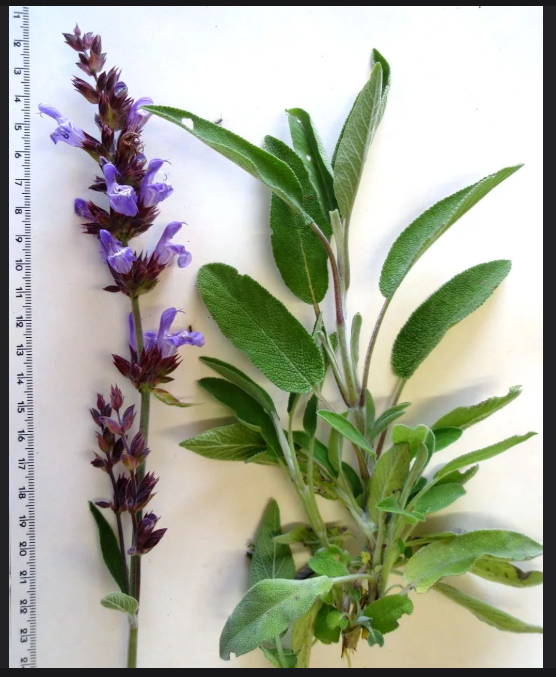 так выглядит шплфей лекарственный