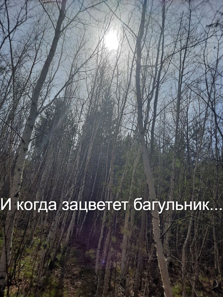 Фото автора. Не знала, какую картинку в Шедеврум создать))) поставила фото, сделанное мужем)