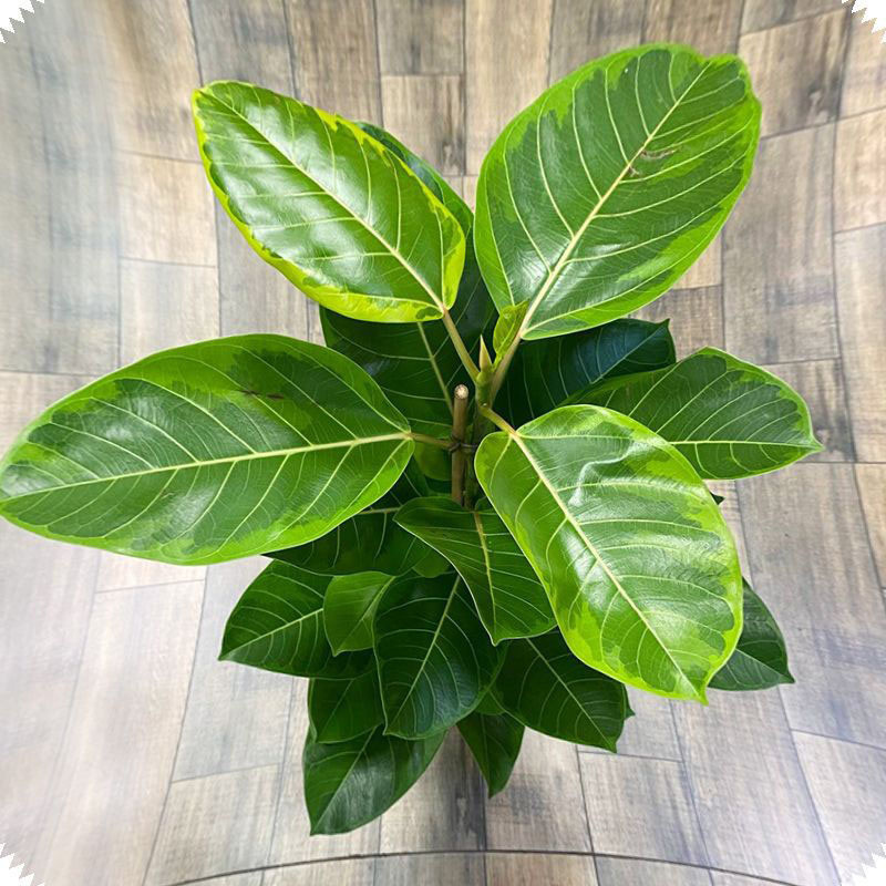 на фотографии - фикус  бенгальский Альтиссима