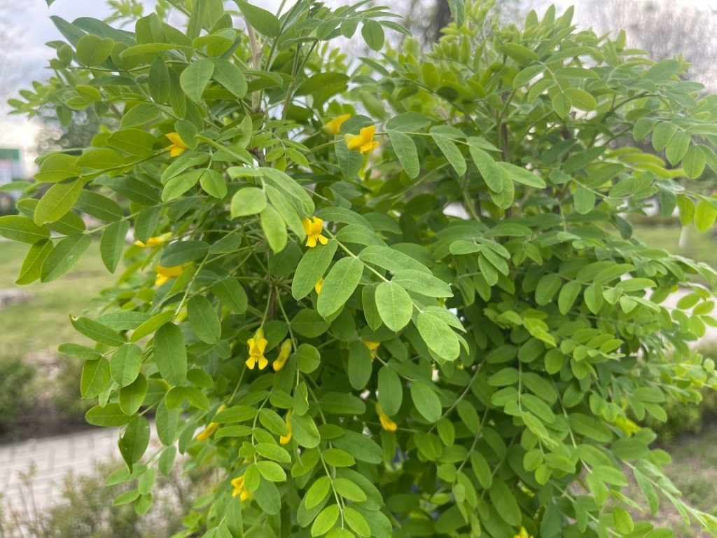      Фото: Галина Ахмедиева Редактор