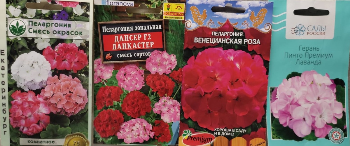 Мой выбор семян Пеларгонии.