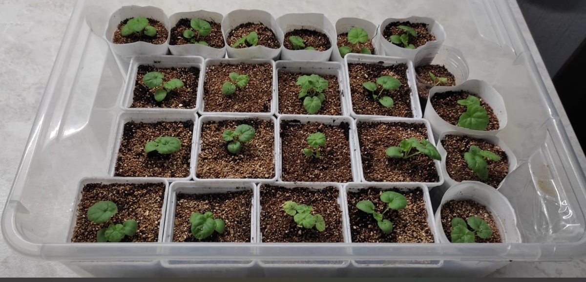 Здесь рассада четырех сортов Пеларгонии.