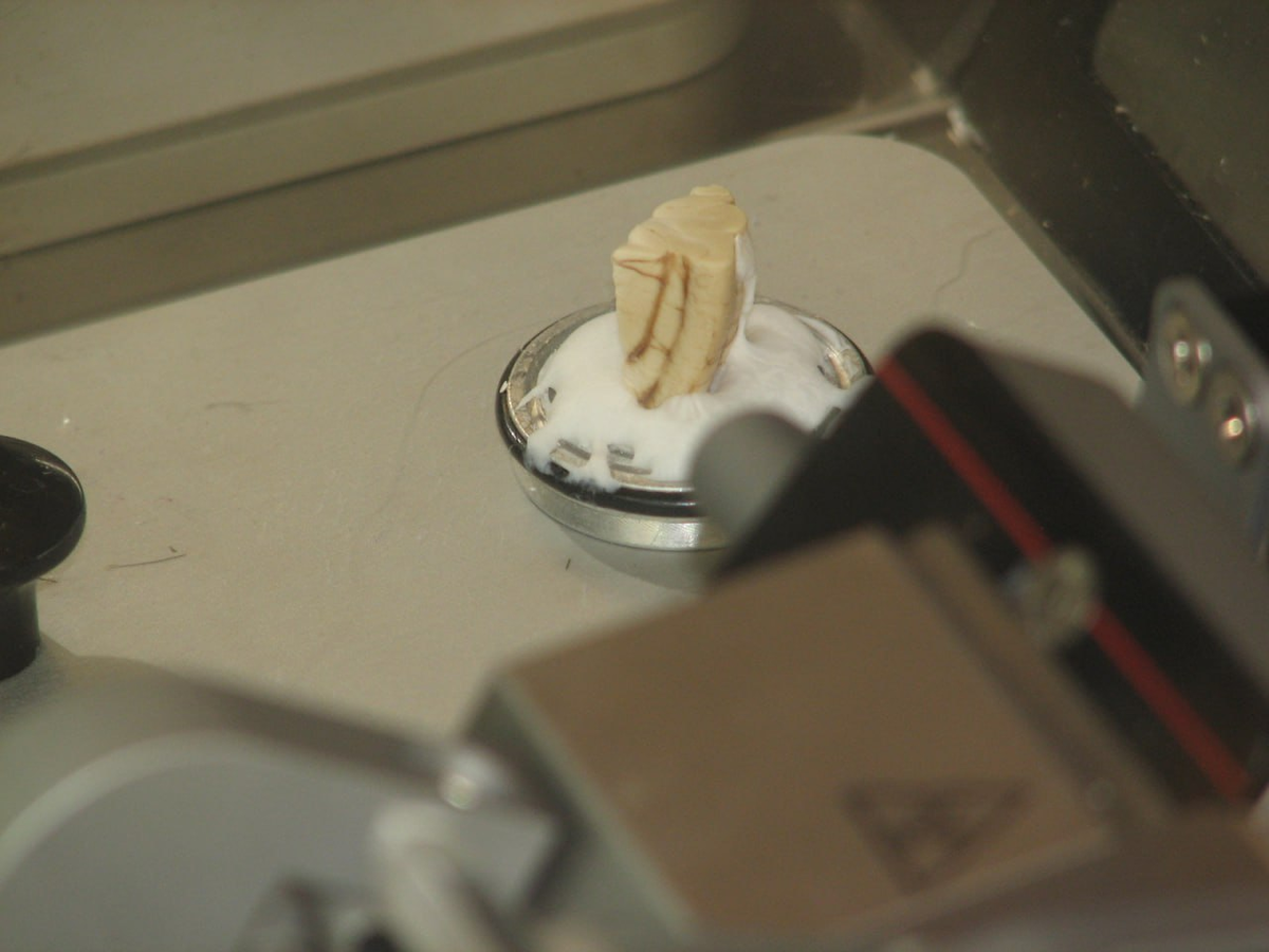 Мозг лабораторного животного на подложке