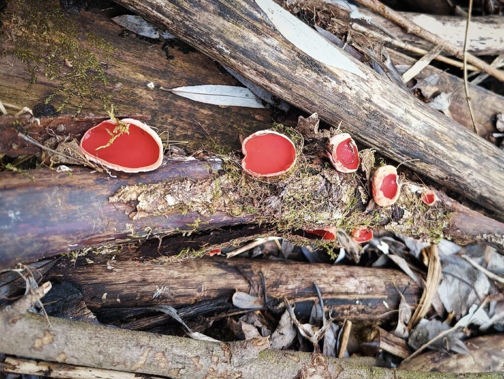    Фото: Сад Соловьев у речки Уинки / ВК Ольга Гилёва