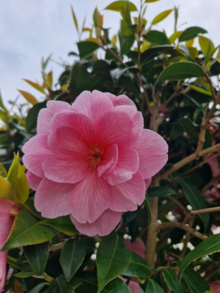 Наша камелия. (Фото автора)